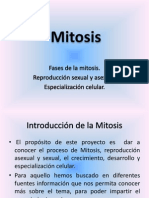 G10 - Mitosis