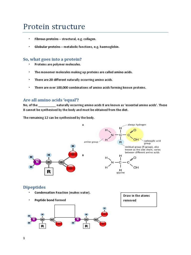 protein-structure-worksheet-pdf-biomolecular-structure-proteins