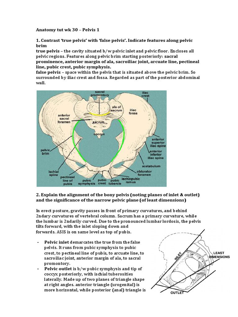 A comparative study of two pelvimetry methods: 3D models based on CT and  MRI - European Journal of Obstetrics and Gynecology and Reproductive Biology, image size:768x1024