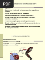 o Sistema Muscular