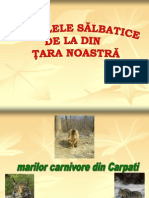 Animale Salbatice Din Romania