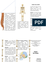 Triptico El Craneo