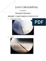 Histologi Urogenital