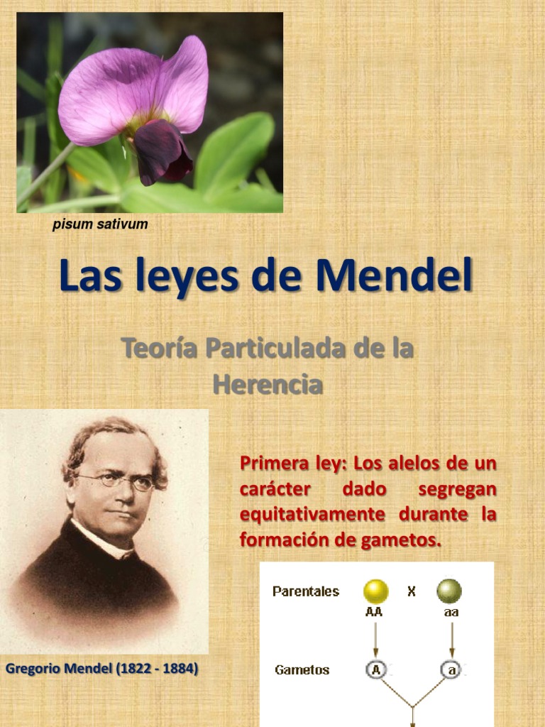 Las leyes de Mendel Teoría Particulada de la Herencia