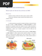 Actvidade Exper 1 .Professor