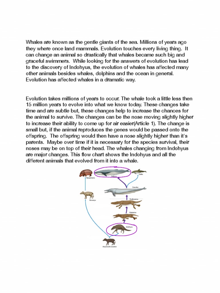 The Evolution of Whales Essay 1 | PDF | Whales | Evolution