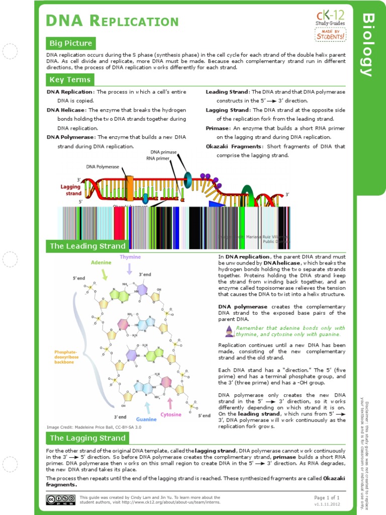 Dna Replication | PDF | Dna Replication | Dna