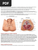 Resumo Anatomia Períneo (1)