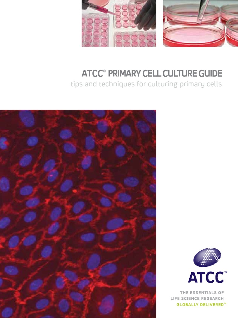 ATCC Primary Cell Culture Guide Download Free PDF Cell Culture Artery