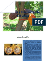 Beneficio y Procesamiento Del Cacao