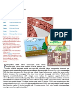 Bakteri Menguntungkan Rodhospirillum Rubrum