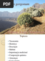 Artemisia Gorgonum