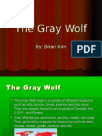 The Gray Wolf