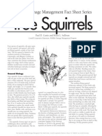 Squirrel Factsheet