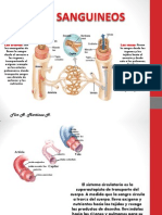 VASOS SANGUINEOS