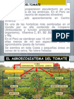 Cultivo del tomate en Perú