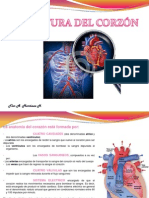 Estructura Del Corzon