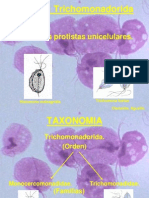Trichomonas SPP 2014