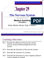 Chapter 29 The Nervous System