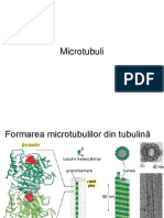 microtubulii2umfcd