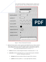 Bacterii anul 2