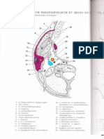 Muscles of Trunk and Abdomen