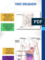 Intestino Delgado 2