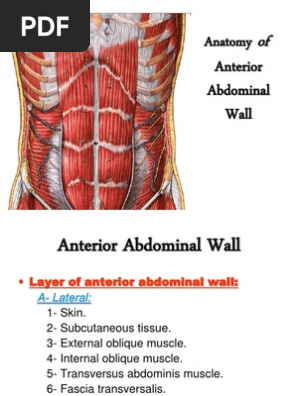 Anatomy Anterior Abdominal Wall PhysioOsteoGram | ABDOMINAL WALL