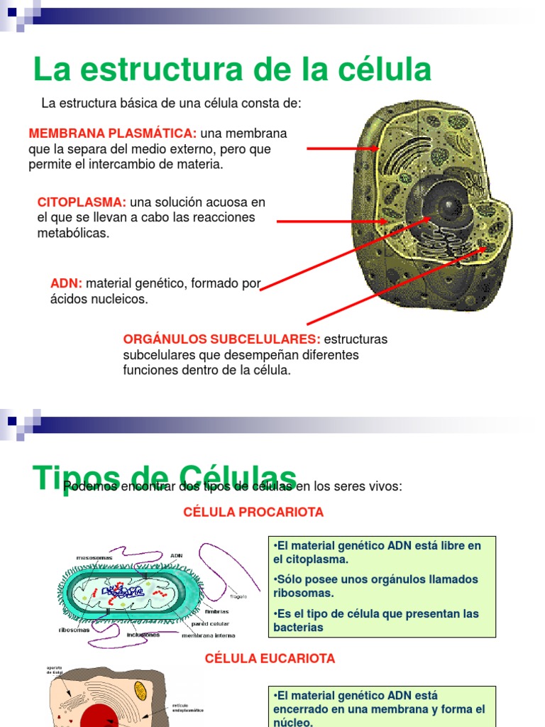 Estructura y Tipos de Células | PDF | Nucleo celular | Citoplasma
