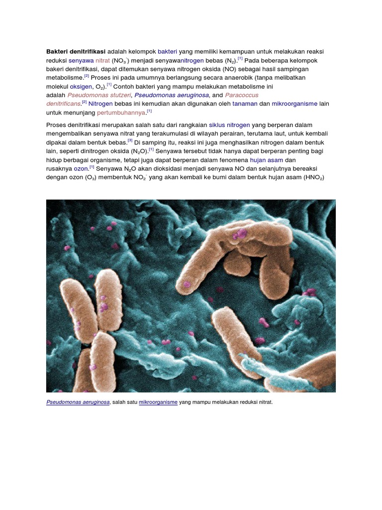 Bakteri Denitrifikasi