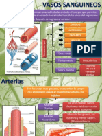 VASOS_SANGUINEOS