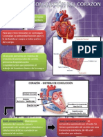 Sistema Conduccion Corazon