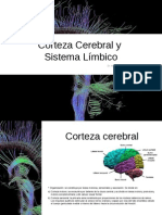 cortezacerebralsistemalimbico13-131030195818-phpapp02
