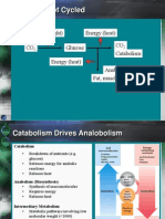 Metabolism Overview