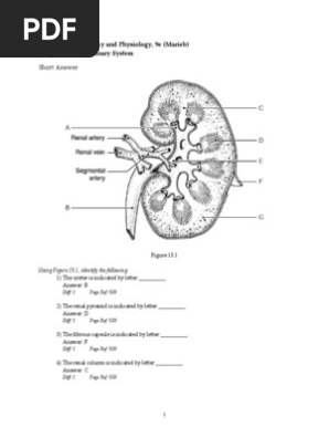 Anatomy Mcqs Kidney Urinary System