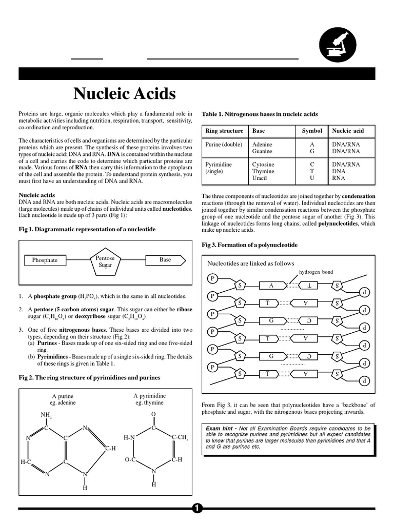 Nucleic Acids | PDF | Nucleic Acids | Dna