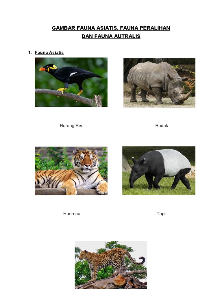 Gambar Fauna Asiatis 15 Gambar Gambar Fauna Asiatis 15 Gambar