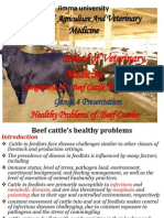 Disease of Beef Cattle 1
