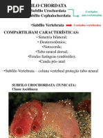 2a Aula - Urochordata
