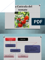 La Cutícula Del Tomate Xmejorado