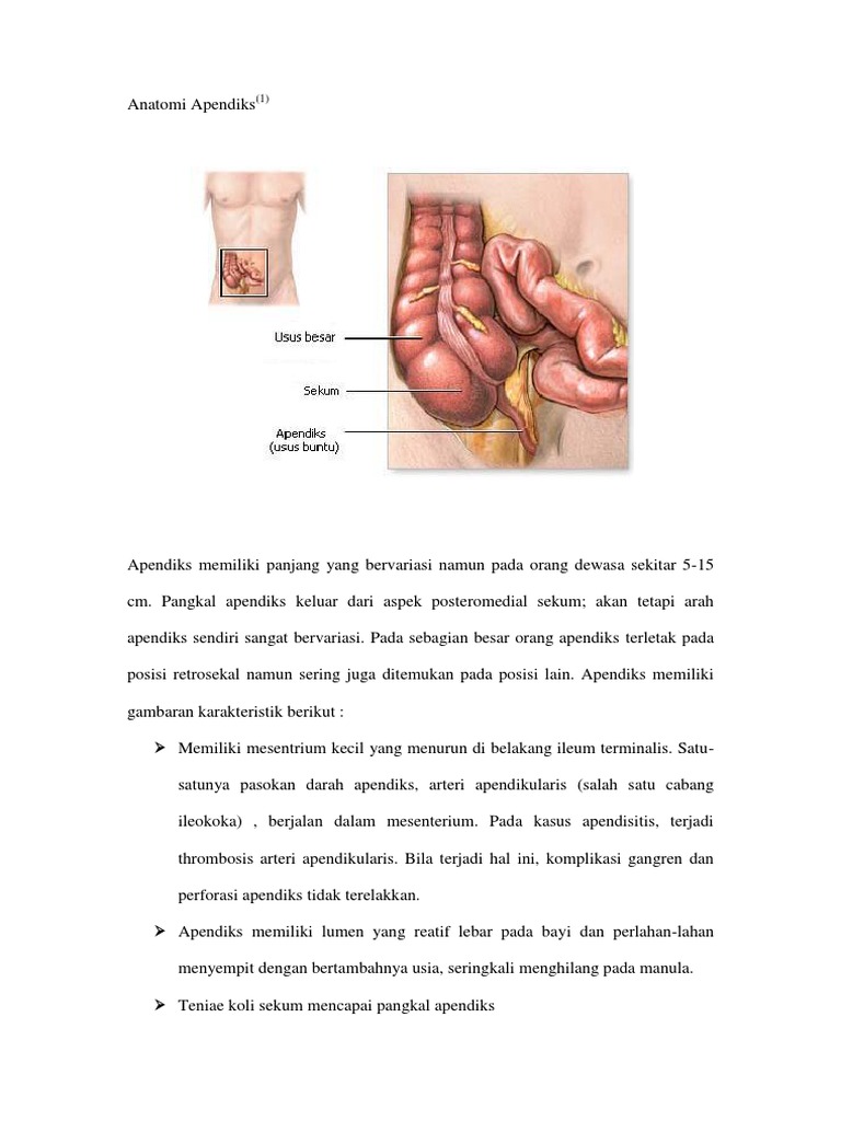 Anatomi dan Histologi Apendiks | PDF