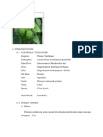 Download Citrus Hystrix Roz by Roza Natulchair SN229513499 doc pdf