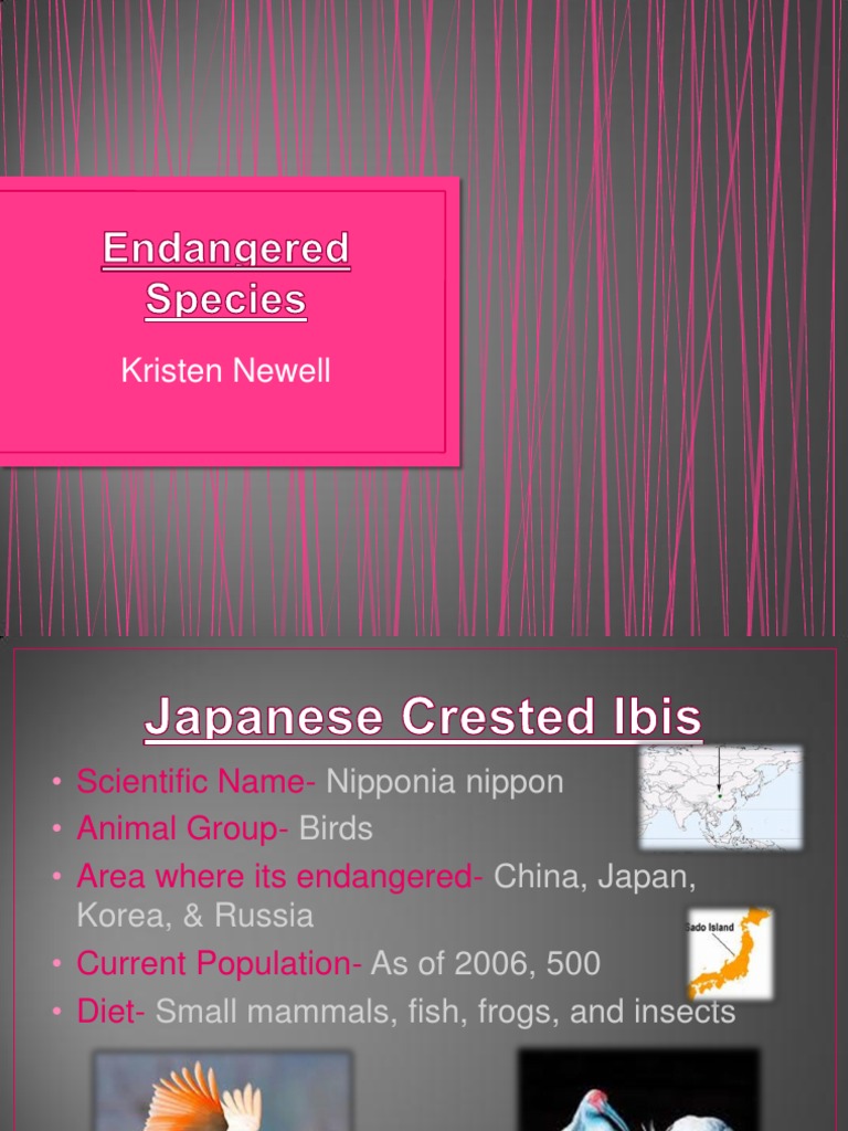 Endangered Species 4th Hour | PDF | Paravians | Tetrapods