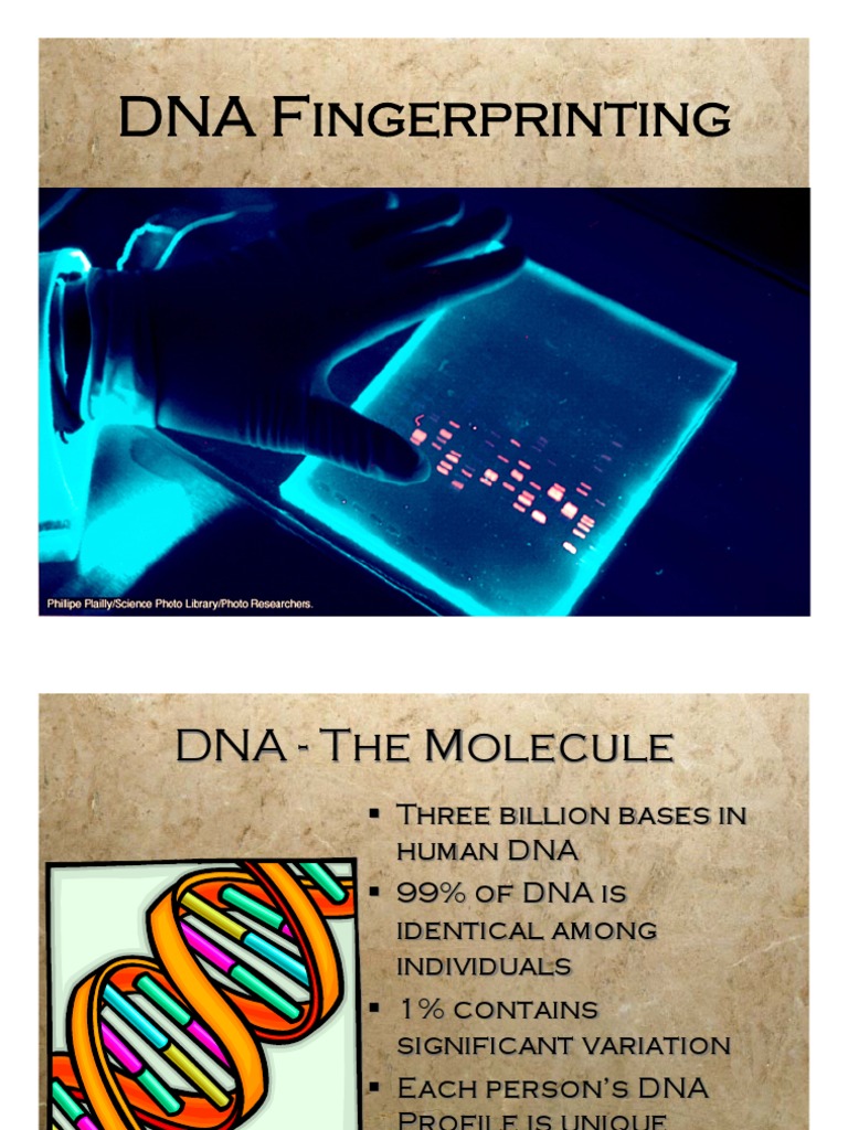 Dna Fingerprinting | PDF