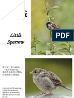 小麻雀 - Little Sparrow