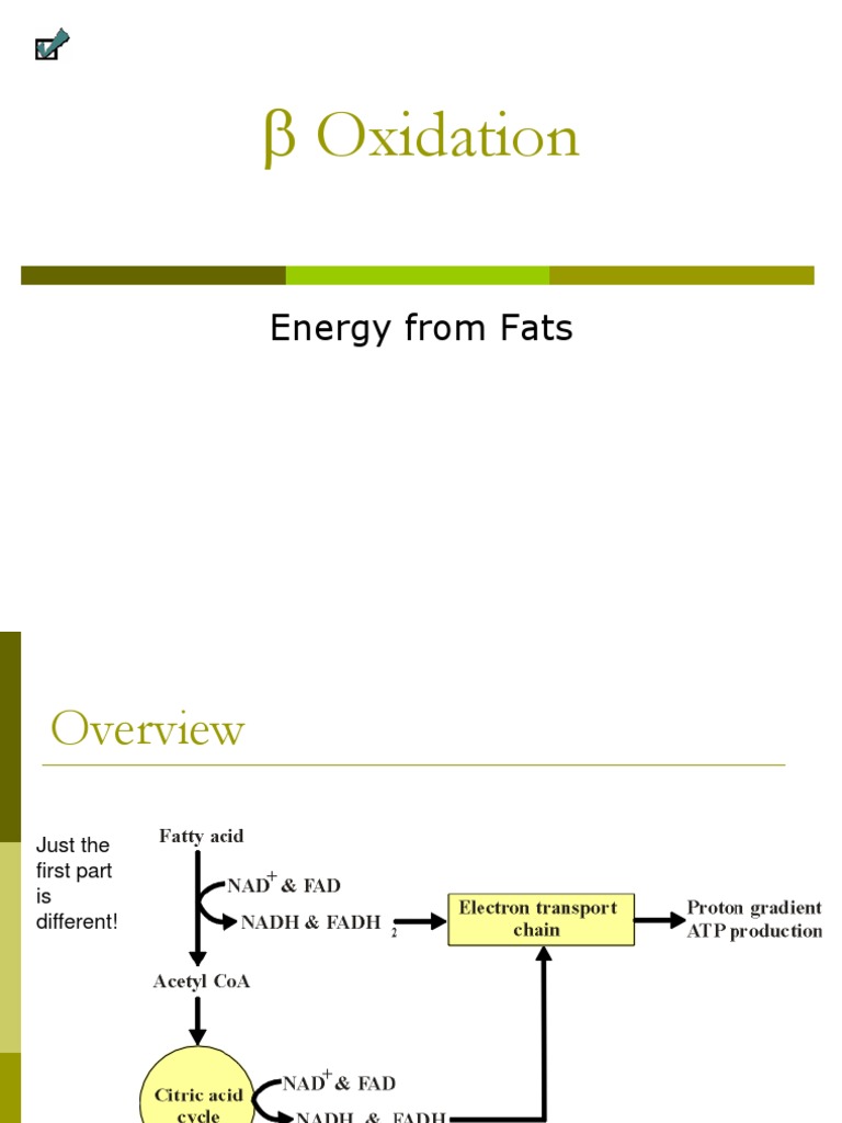 Beta Oxidation of Fatty Acids Explained | PDF | Cooking, Food & Wine