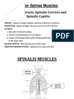 Erector Spinae Muscles: Spinalis Thoracis, Spinalis Cervicis and Spinalis Capitis