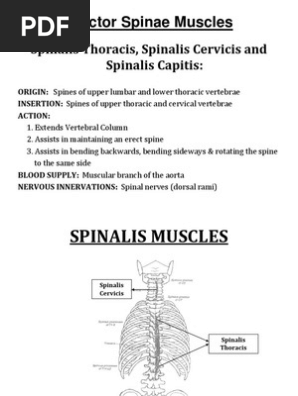Erector Spinae Muscles Spinalis Thoracis Spinalis Cervicis And Spinalis Capitis Vertebral Column Vertebra