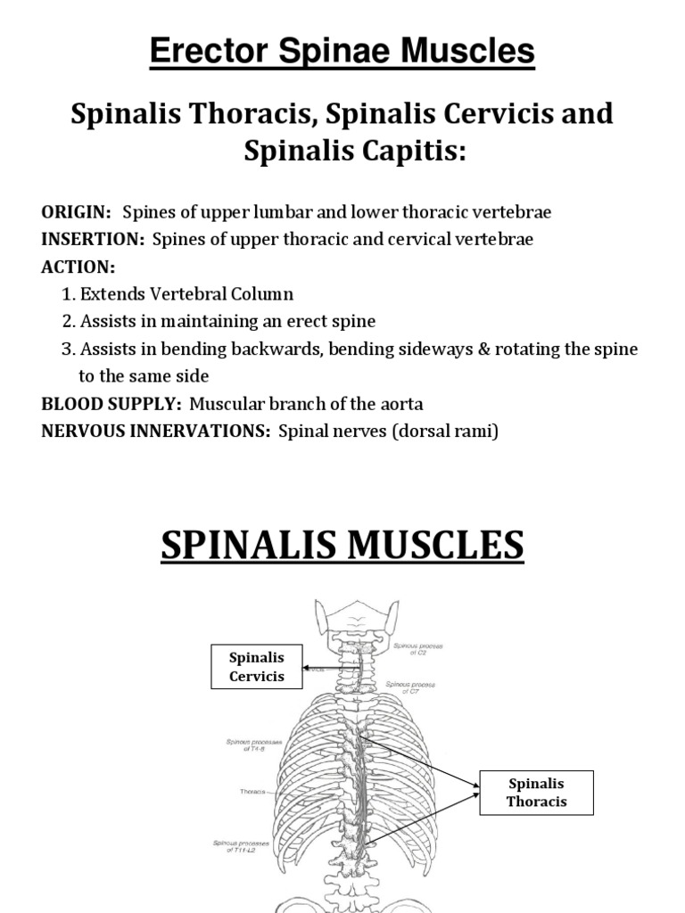Muscles Of The Back Vertebral Column Vertebra