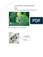 Praktikum Ilmu Hama Dan Penyakit Tanaman